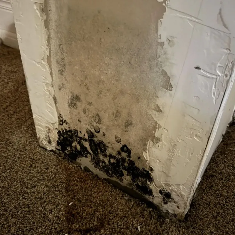 Professional Mold Removal in San Rafael, CA
